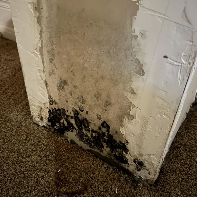 Professional Mold Removal in Unionville, NC